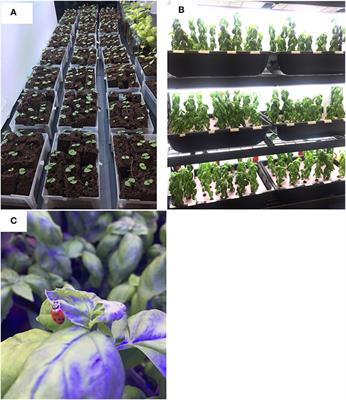Vitamin contents and antioxidant capacity of hydroponic grown sweet basil inoculated with endophytic bacteria